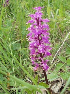 orchis morio ? - No, Orchis mascula